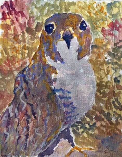 Impressionistic watercolor of Peregrine Falcon